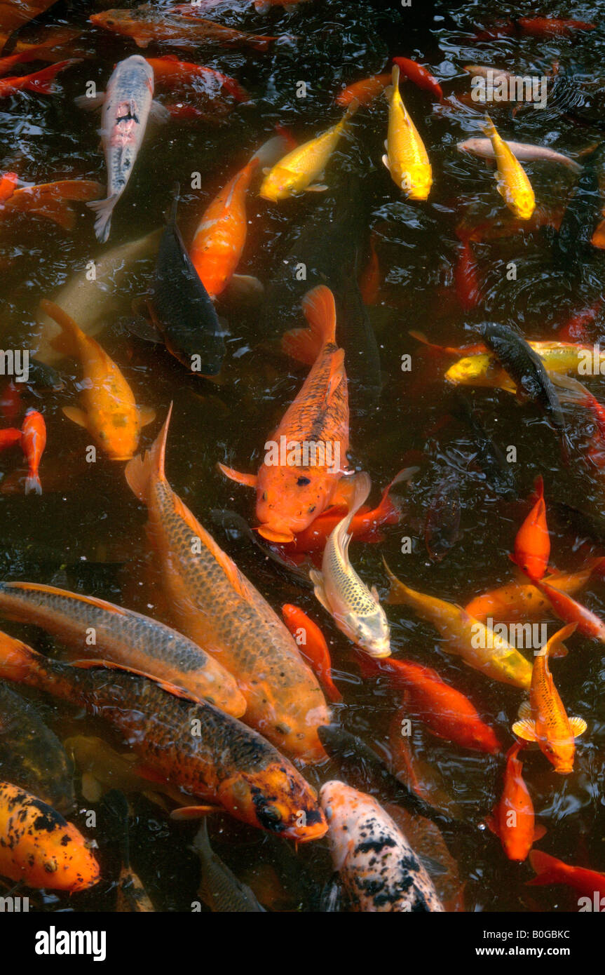 Una varietà di differenti colori di carpe koi nuoto al di sotto della superficie del lago lo Zoo di Chengdu Cina Foto Stock