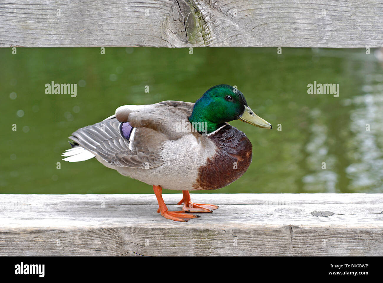 Drake Mallard Foto Stock