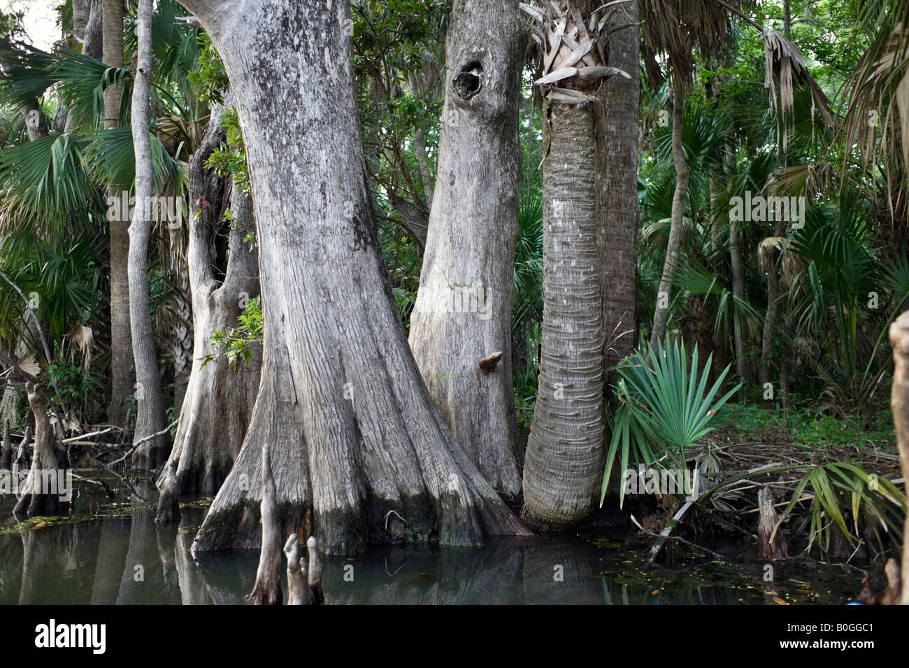 palude di Pensacola Foto Stock
