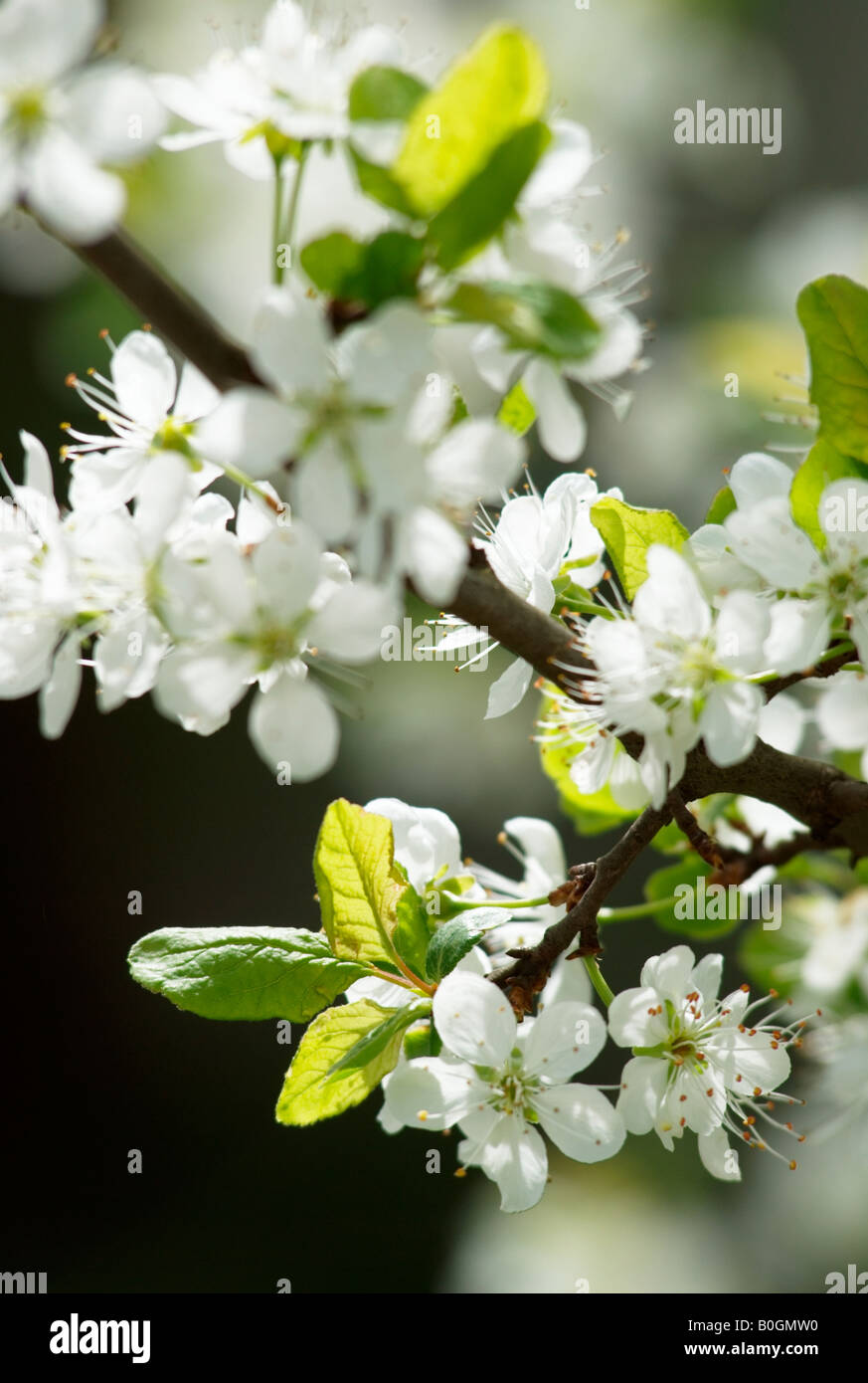 Fiore del damson prugna (prunus domestica subsp. insititia) sulla soleggiata giornata di primavera Foto Stock