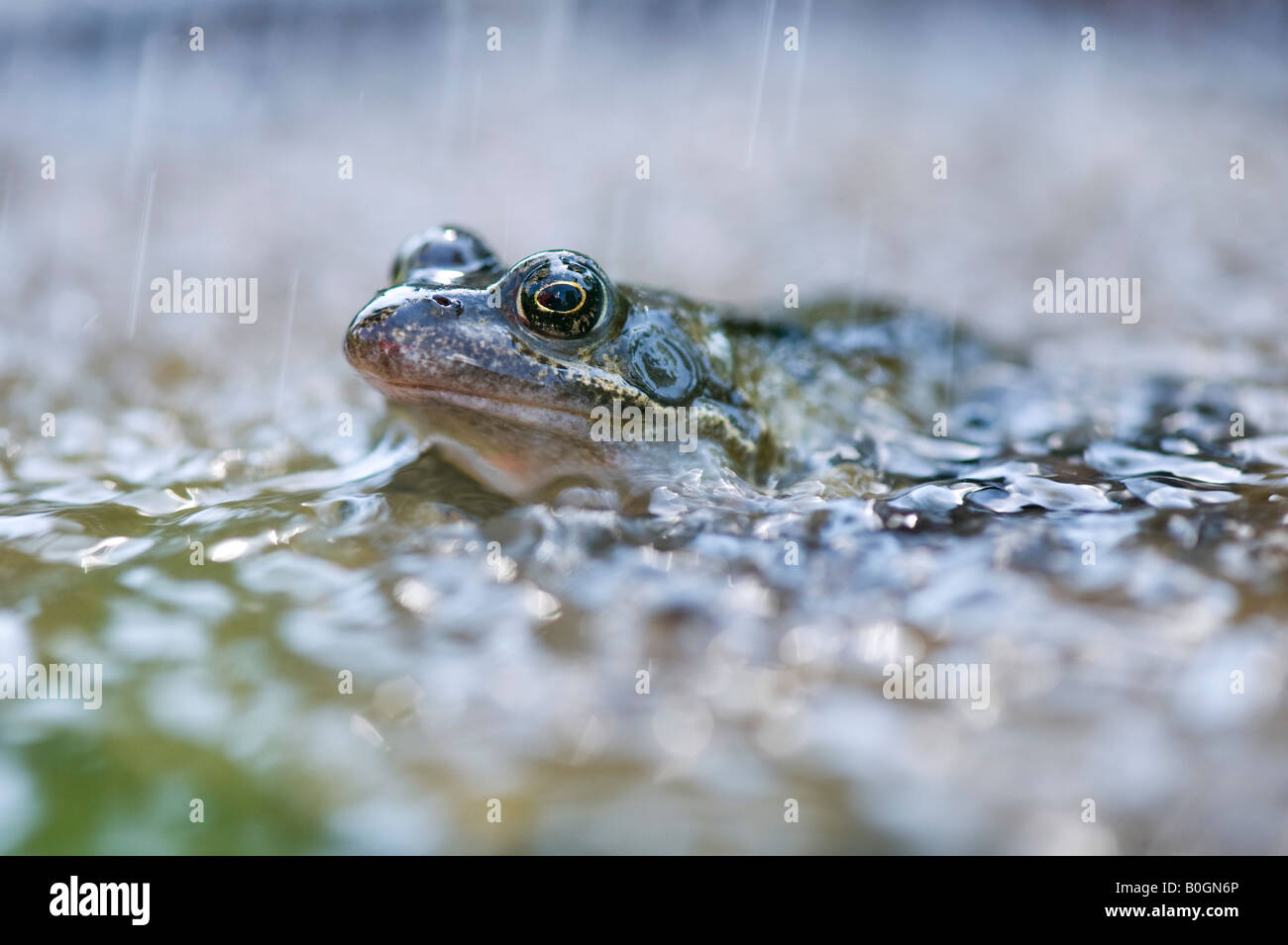 Giardino in comune rana in acqua in caso di pioggia Foto Stock