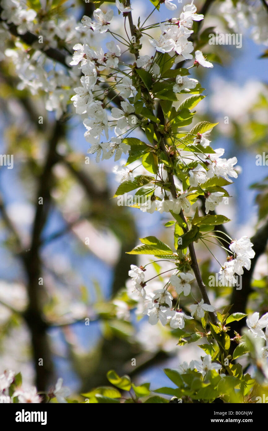 Apple Blossom Foto Stock