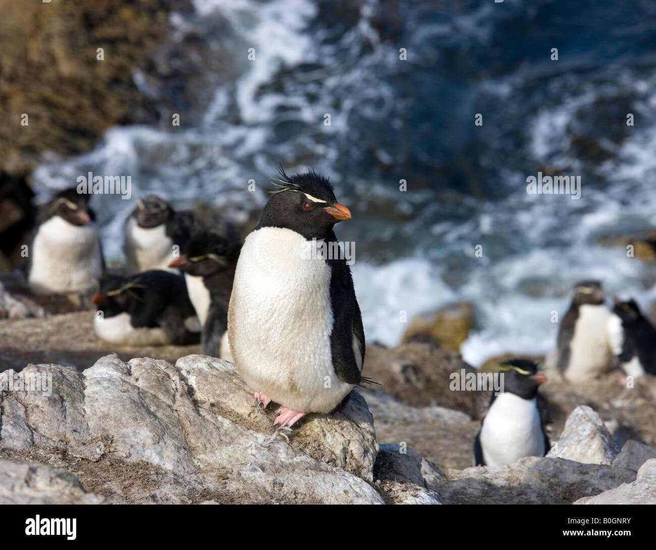 Pinguino saltaroccia - Eudyptes Chrysocome - sulla isola di ghiaia in Occidente in Falkland Isole Falkland Foto Stock