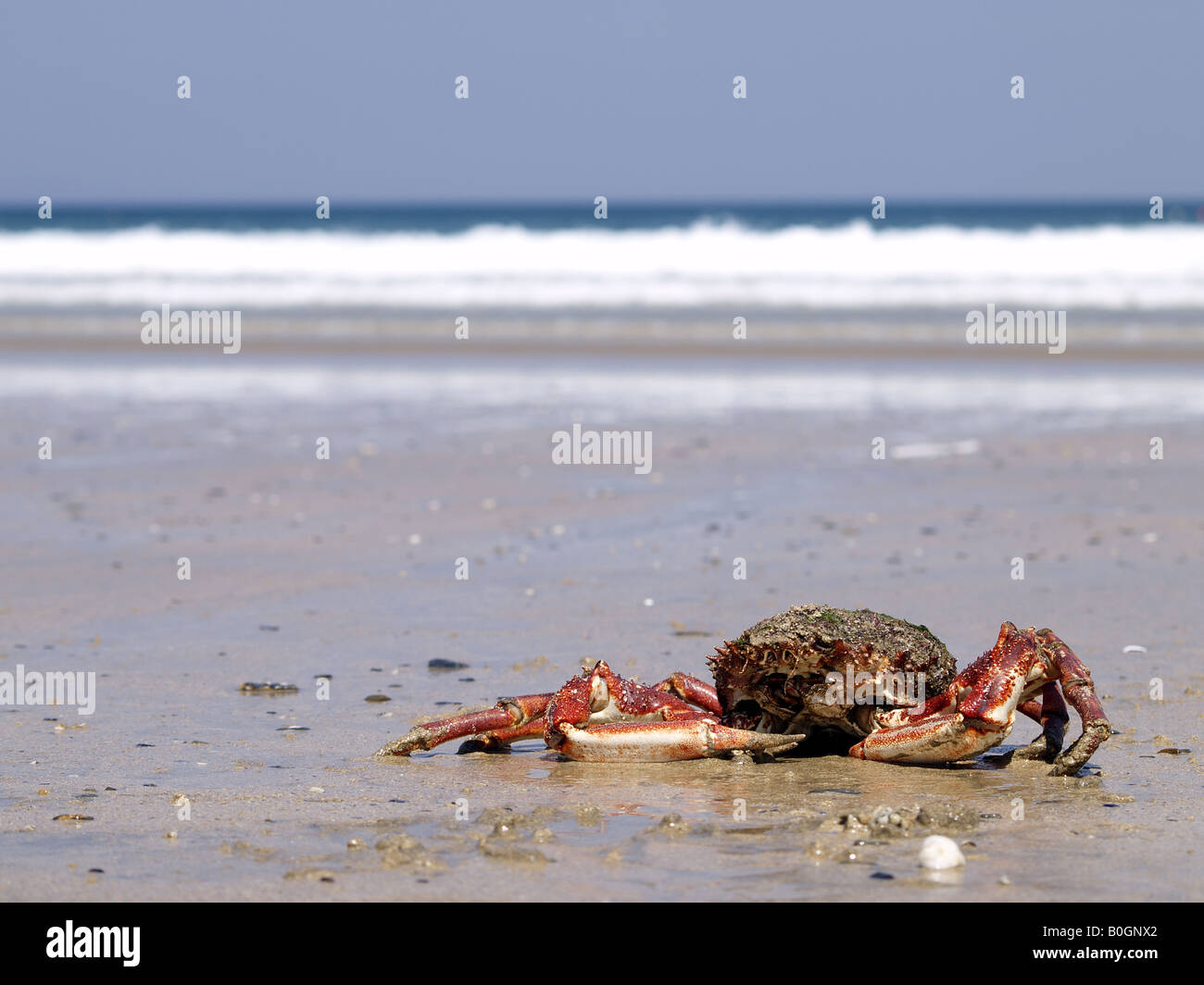 Granseola, Maja squinado, su una spiaggia in Cornwall Regno Unito Foto Stock