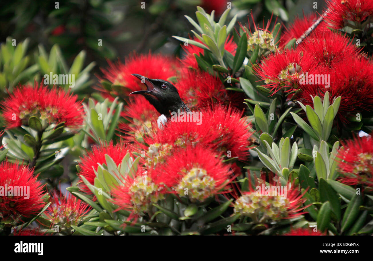 Un Tui canta in un fiorire pohutukawa tree sul Sugarloaf Medlands spiaggia grande isola barriera Foto Stock