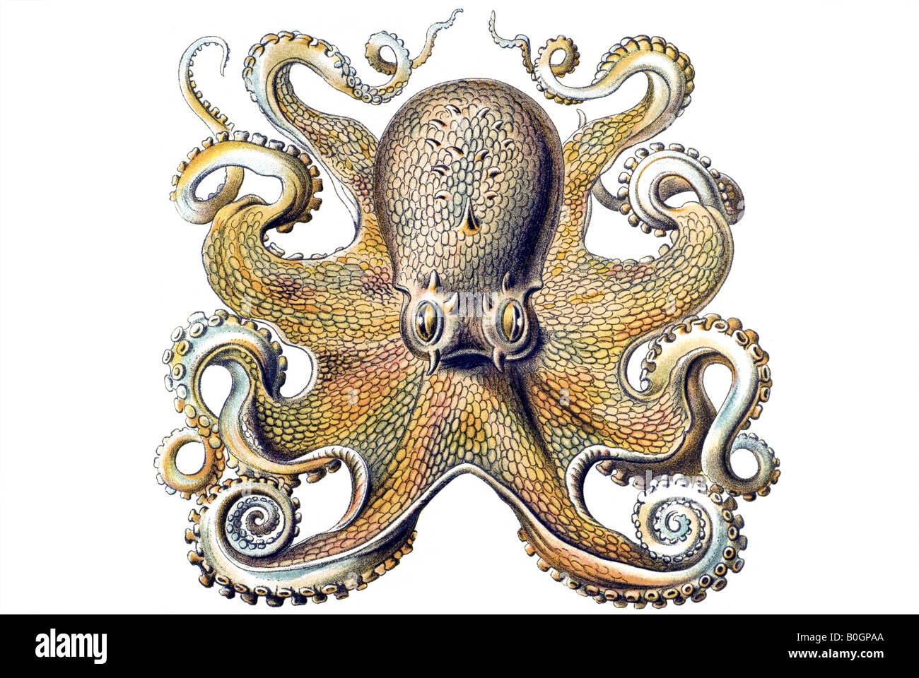 Gamochonia, nome Octopus vulgaris, art nouveau, xx secolo, in Europa Foto Stock