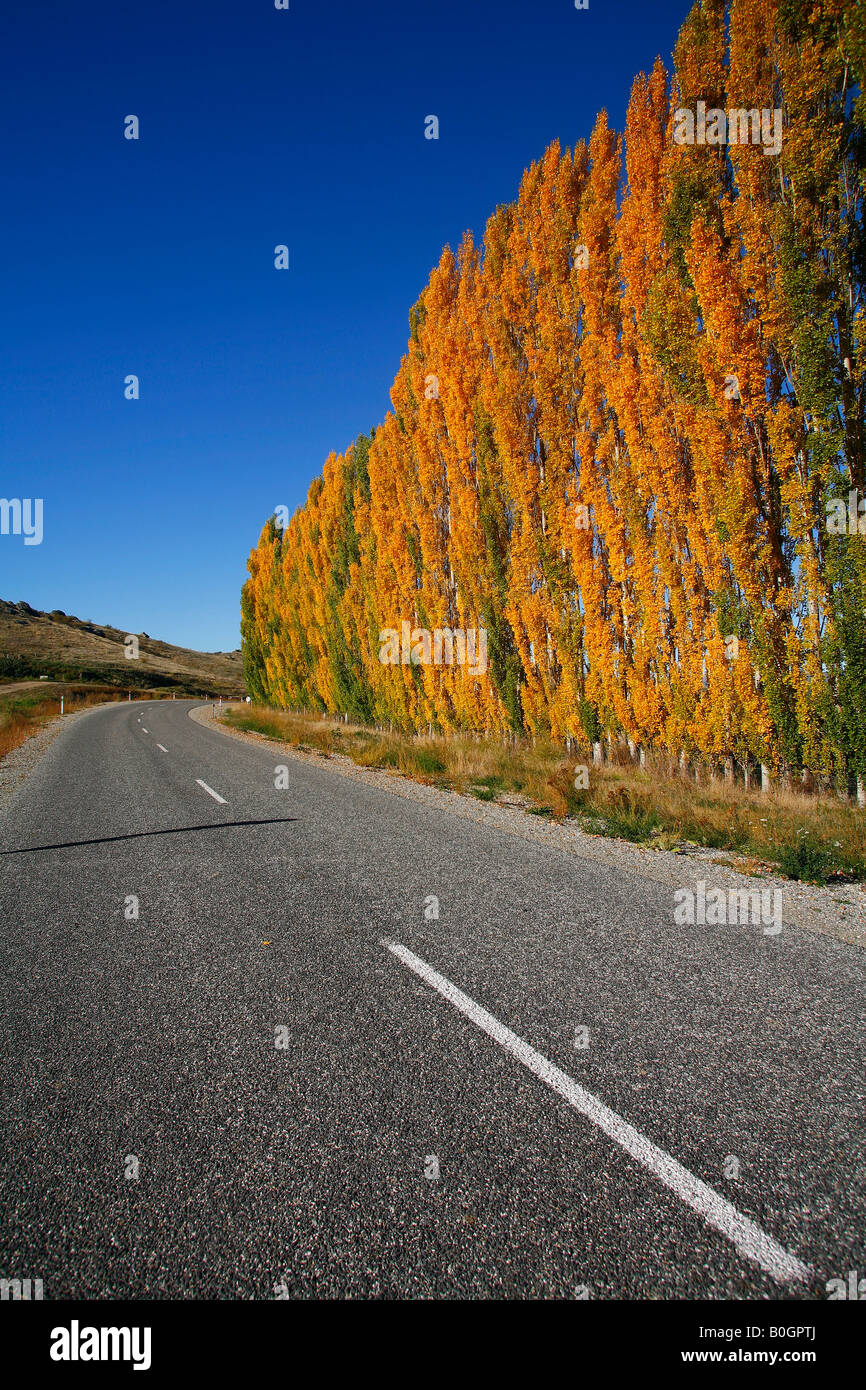 Una fila di alberi di pioppo mostrano il loro colore di autunno su una strada vicino a Roxburugh Central Otago Nuova Zelanda Foto Stock