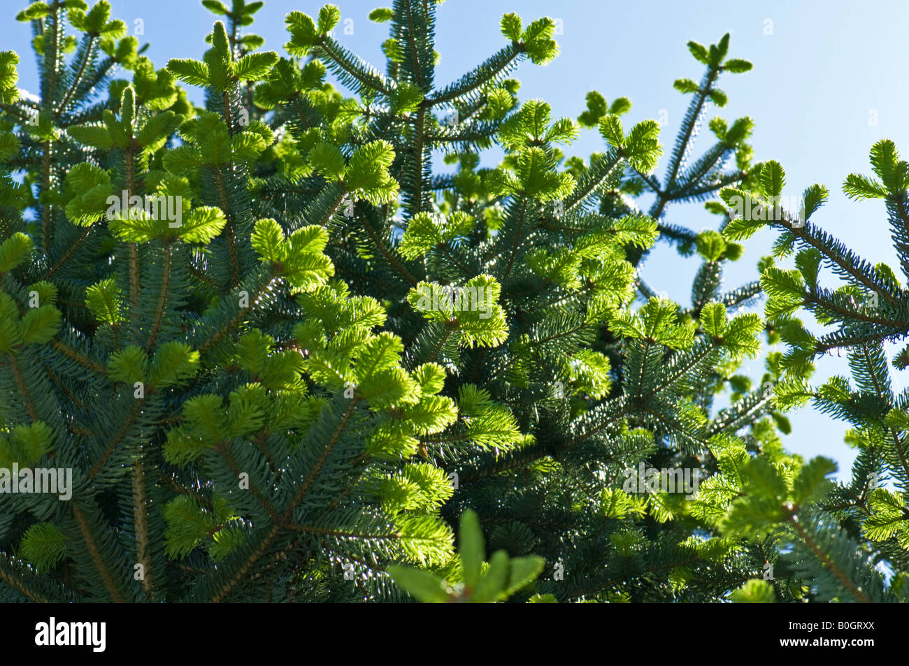 Acerbi fir coni cono verde fresco su giovani abeti aghi di abete Foto Stock