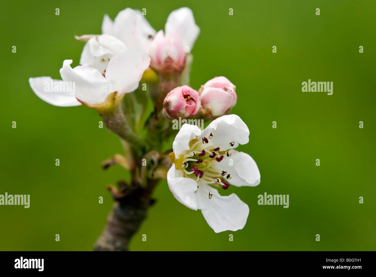 Fiore di pero immagini e fotografie stock ad alta risoluzione - Alamy