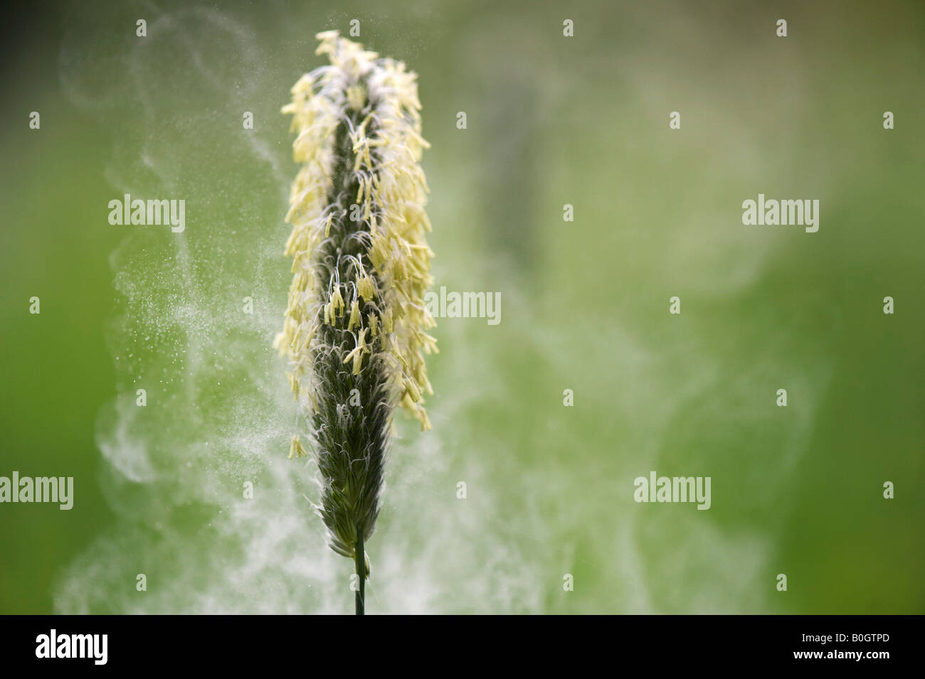 Il polline viene rilasciato da un seme di erba in testa la campagna inglese Foto Stock