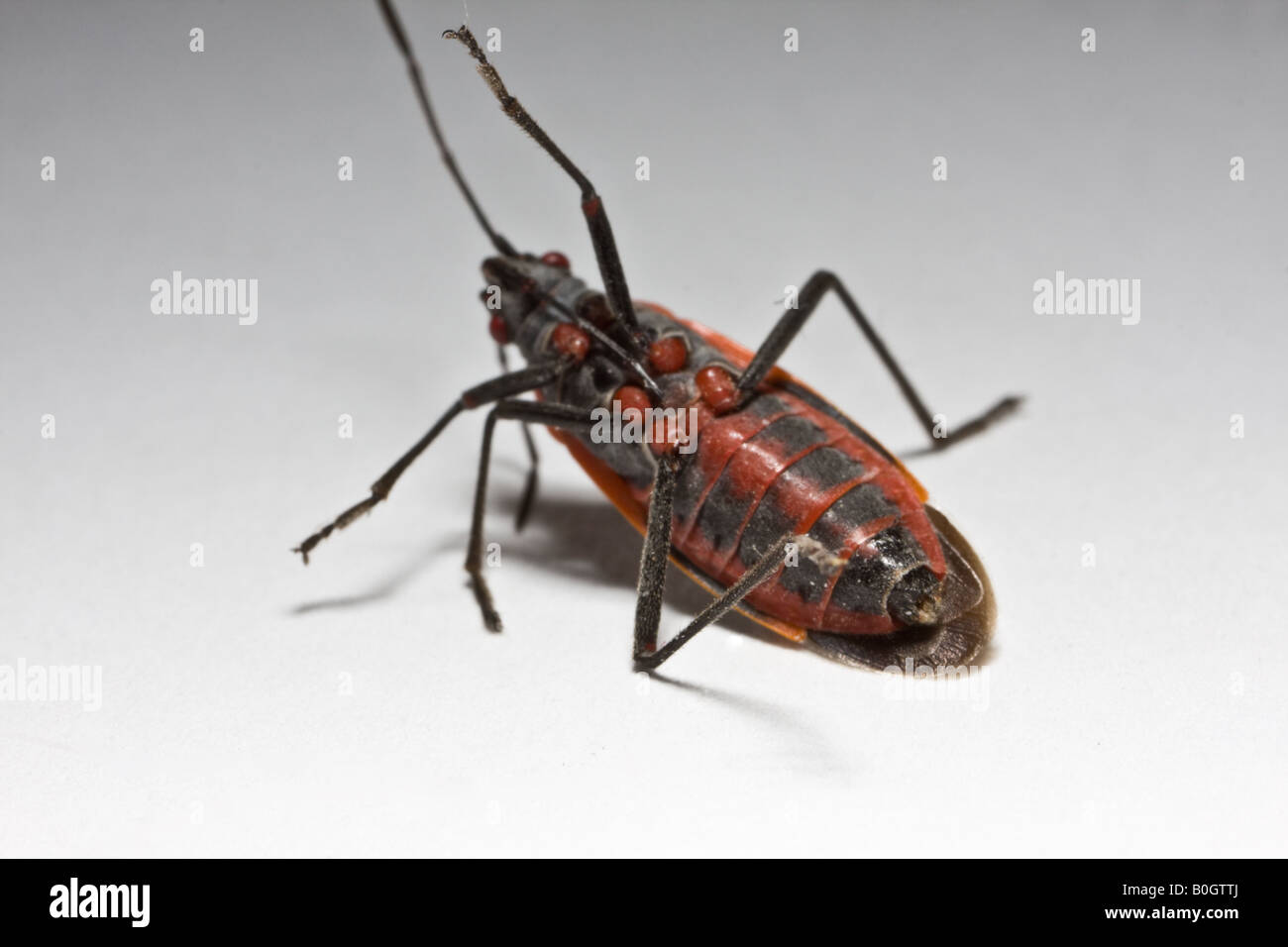 macro dell'insetto Foto Stock