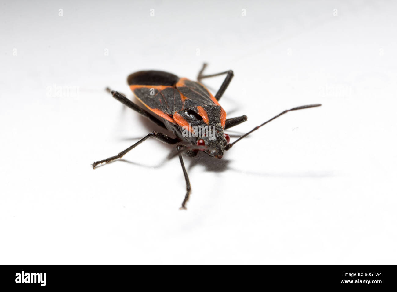 macro dell'insetto Foto Stock