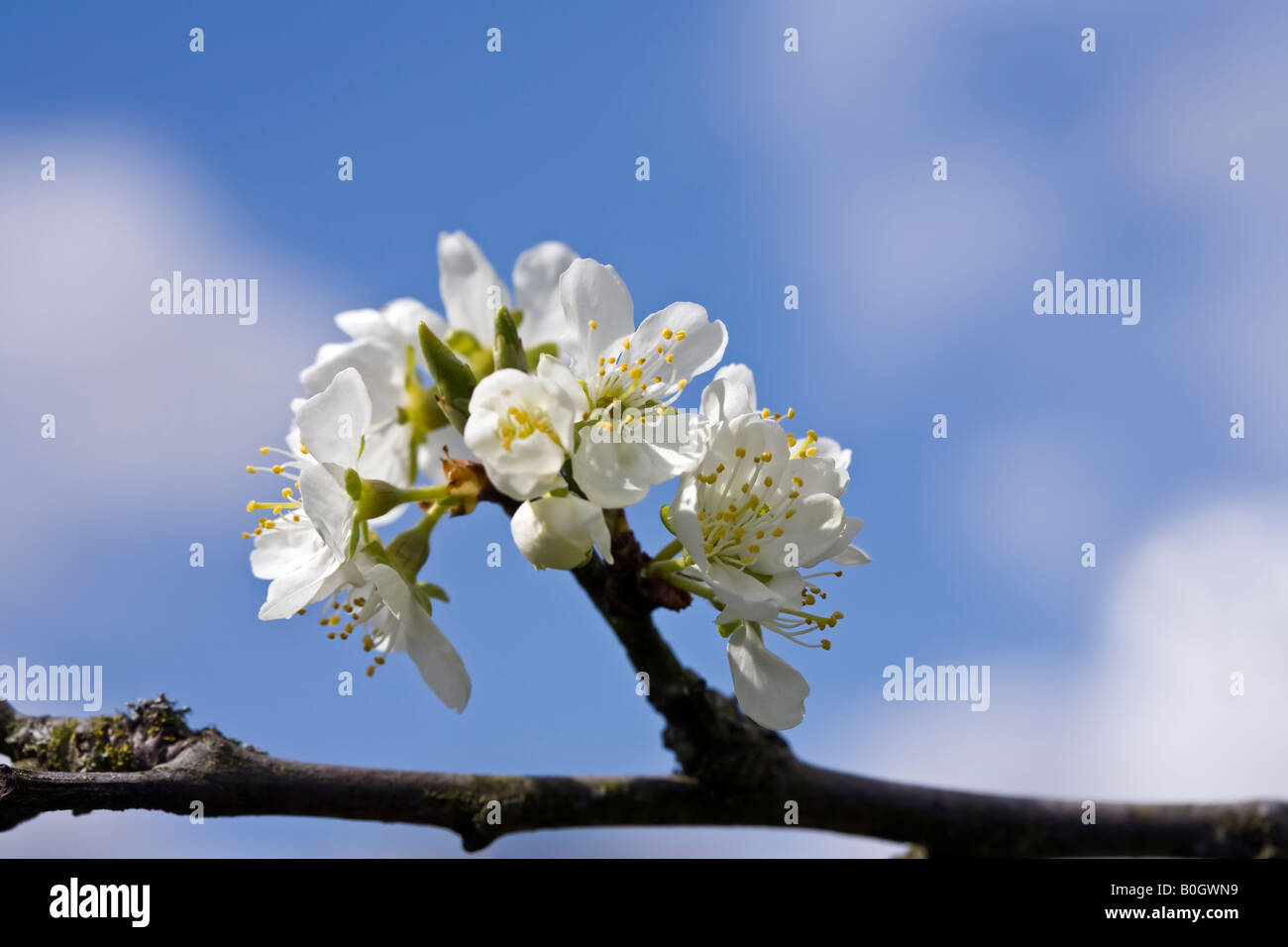 Prunus "Victoria" - prugna Fiore Foto Stock