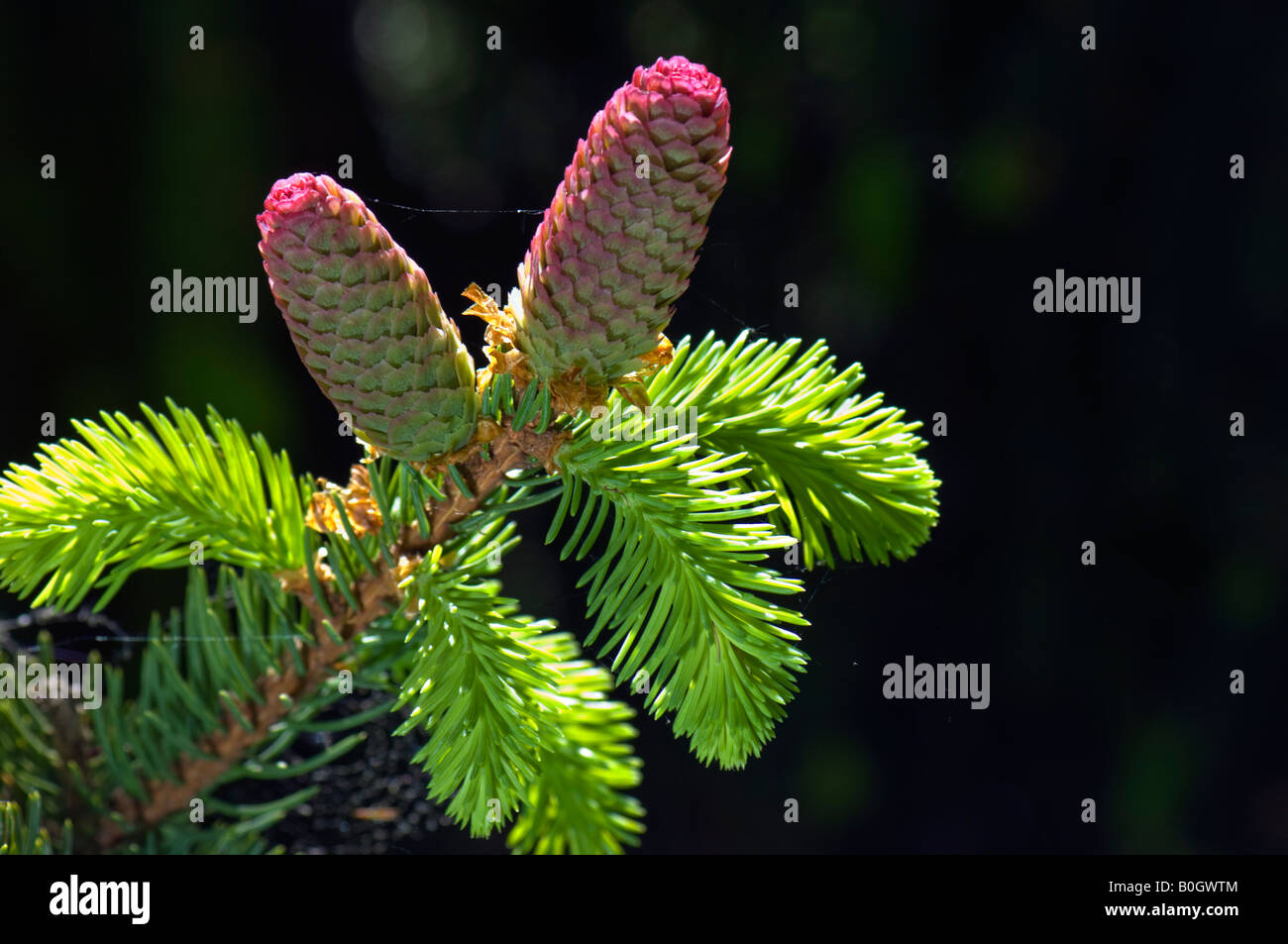 Acerbi fir coni cono verde fresco su giovani abeti aghi di abete Foto Stock