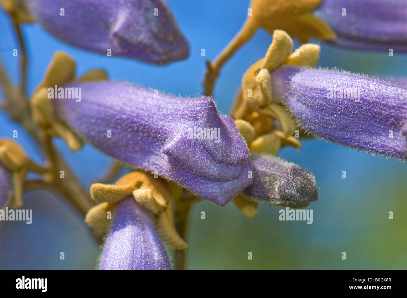 SCROPHULARIACEAE Paulownia Tomentosa Asia orientale asien eastasia imperatrice albero albero Princess Princess-tree Empress-Tree Foto Stock