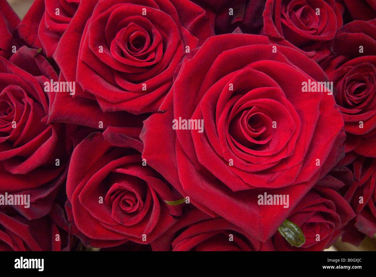 Rose rosse fiori blumi Blossom Foto Stock