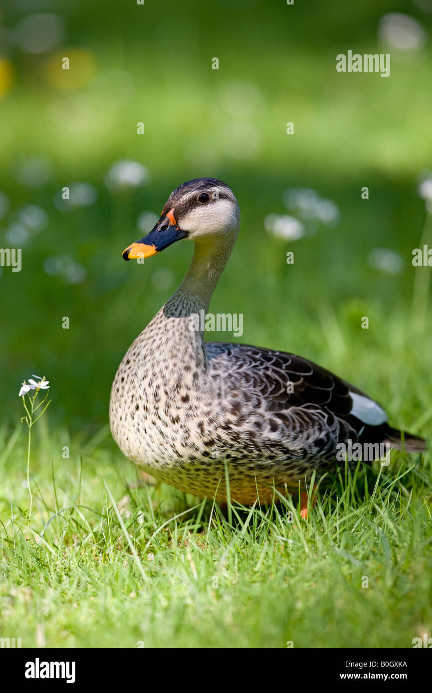 Spot indiano fatturati o anatra Spotbill - Anas poecilorhyncha poecilorhyncha Foto Stock