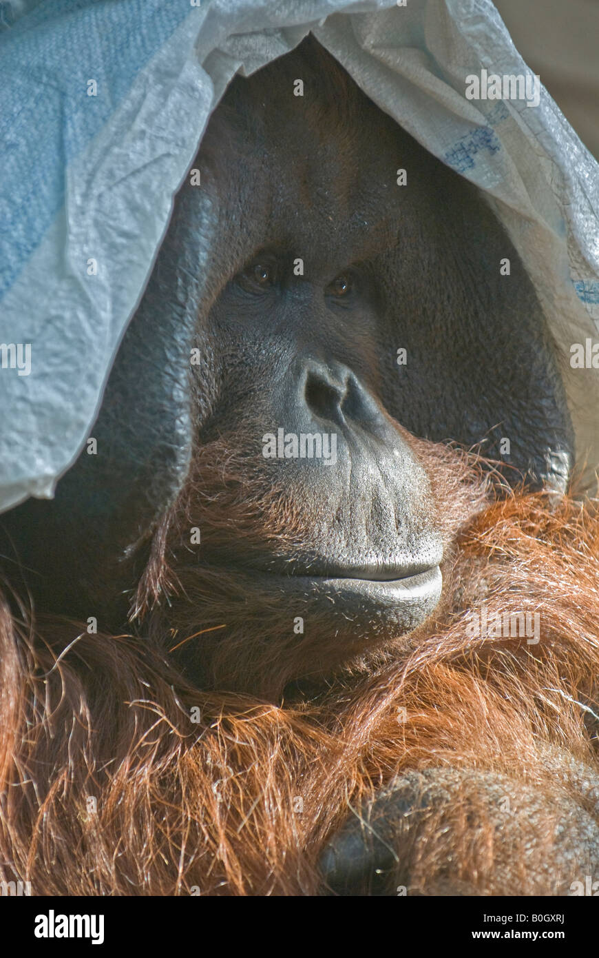 Bornean Orang-Utan (Pongo pygmaeus pygmaeus) Foto Stock