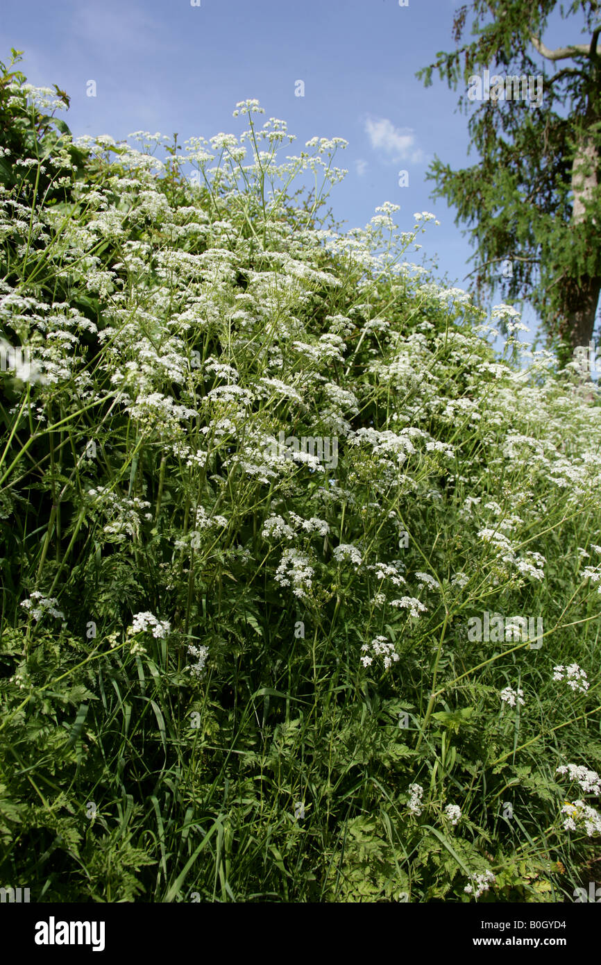 Cerfoglio ruvida Chaerophyllum temulentum Foto Stock