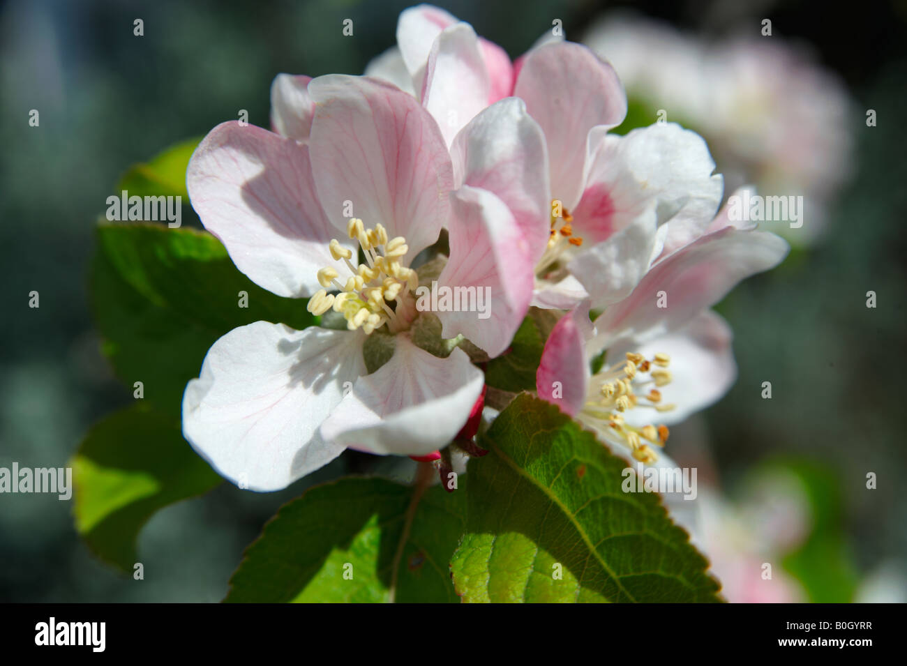 Apple Blossom fioritura su un albero Foto Stock