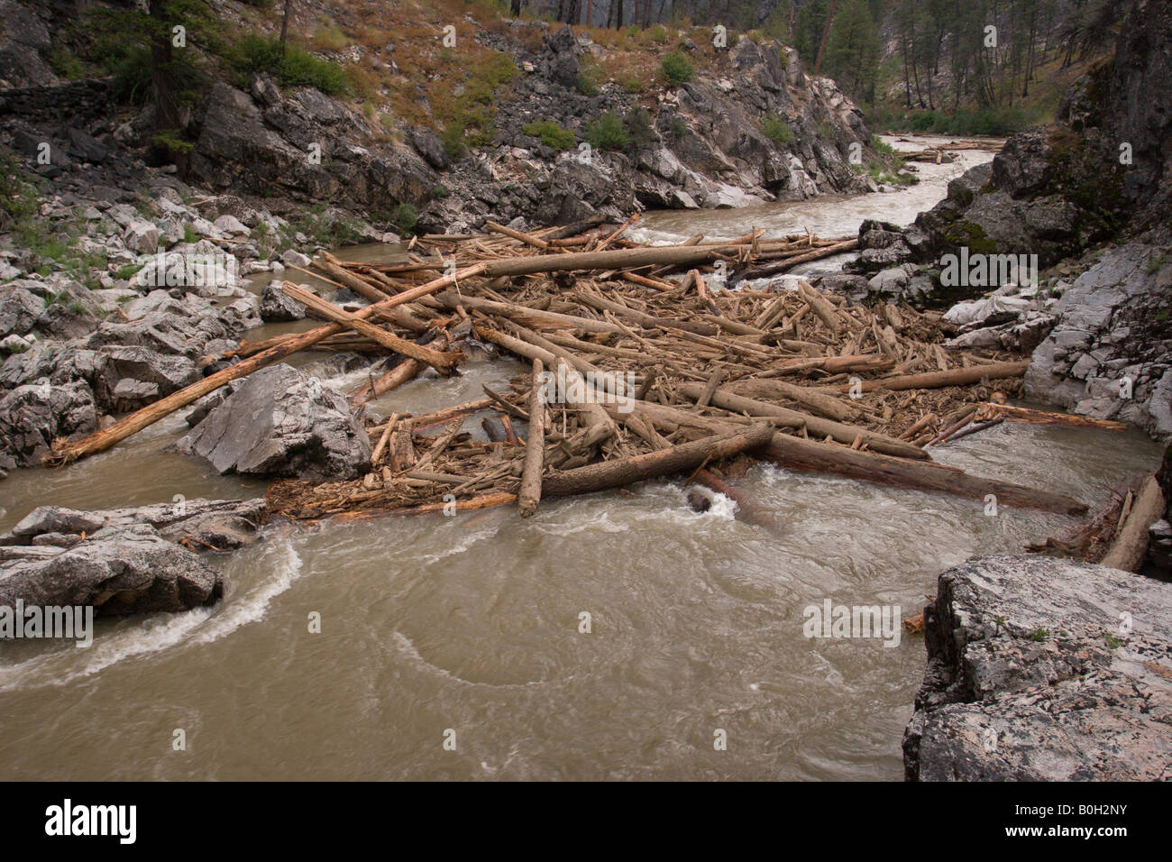 Nord America Idaho Frank Church River of No Return, Medio forcella Salmon River, fiume guide scout Log Jam a pistola Creek rapido. Foto Stock