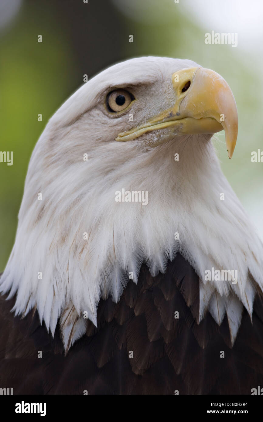 Grande Gufo cornuto sono meravigliosi i cacciatori. Foto Stock