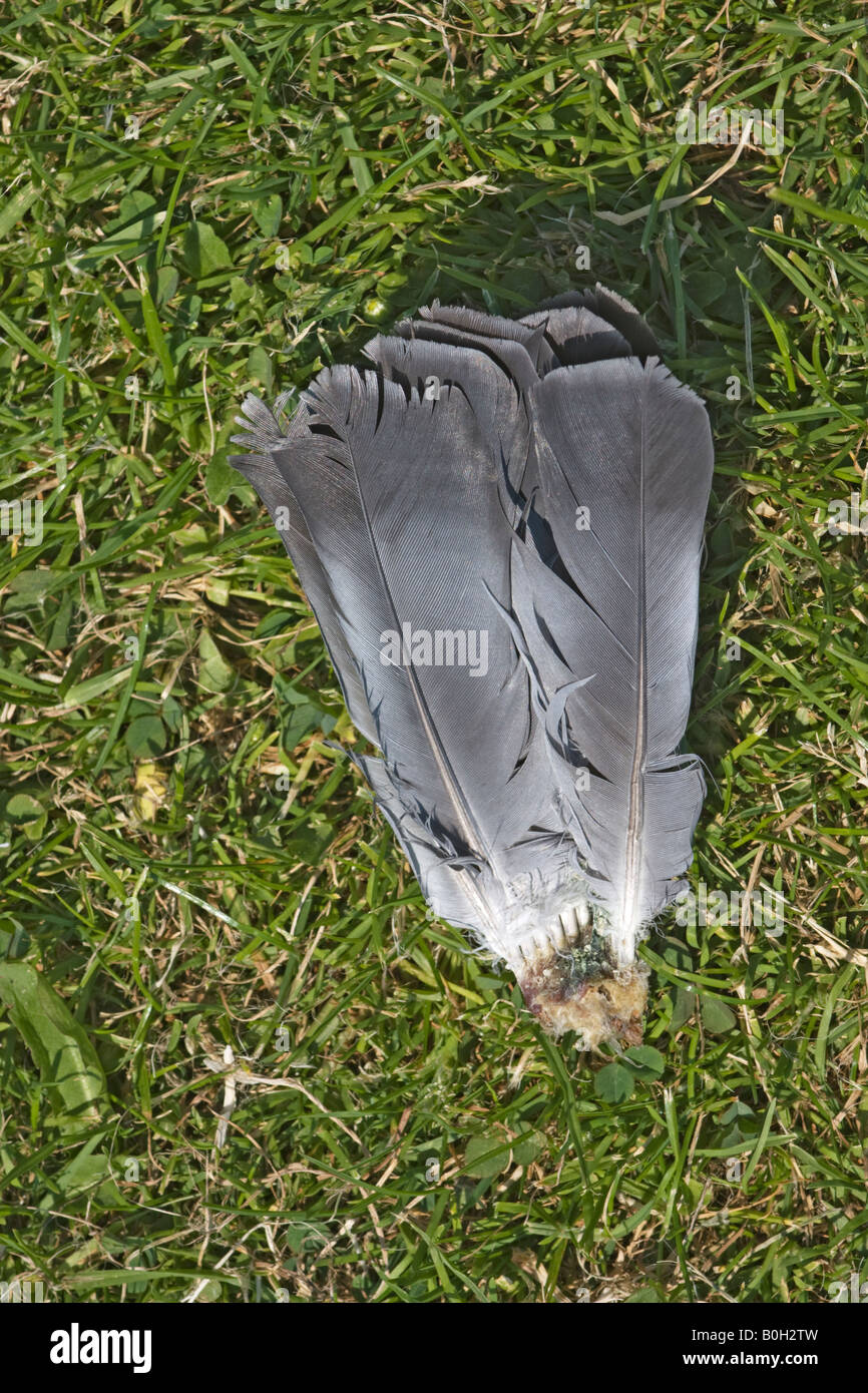 Una parte dell'ala di una colomba. Tutto ciò che è stato lasciato dopo una colomba è stato mangiato da un Raptor. Foto Stock