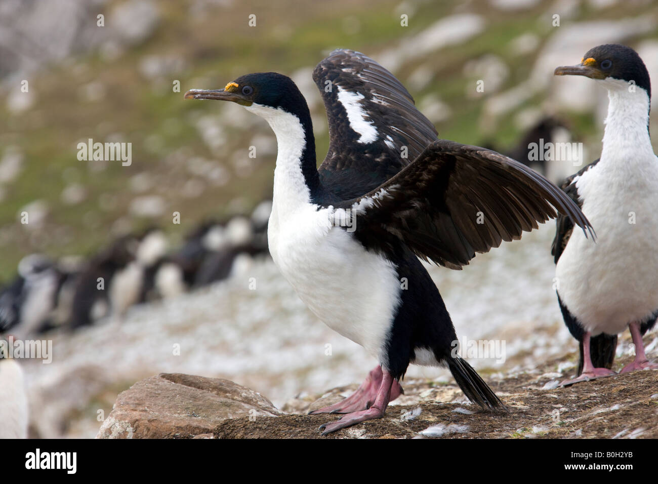 Imperial Shags - Phalacrocorax atriceps albiventer - sulla isola di ghiaia nelle isole Falkland Foto Stock