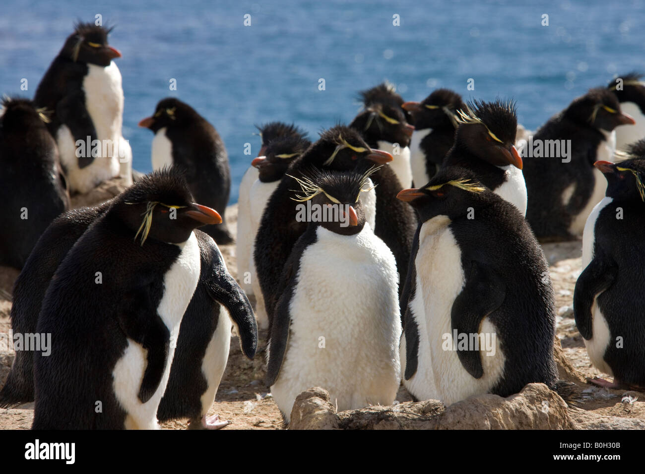 Pinguino saltaroccia colony - Eudyptes Chrysocome - sulla isola di ghiaia in Occidente in Falkland Isole Falkland Foto Stock