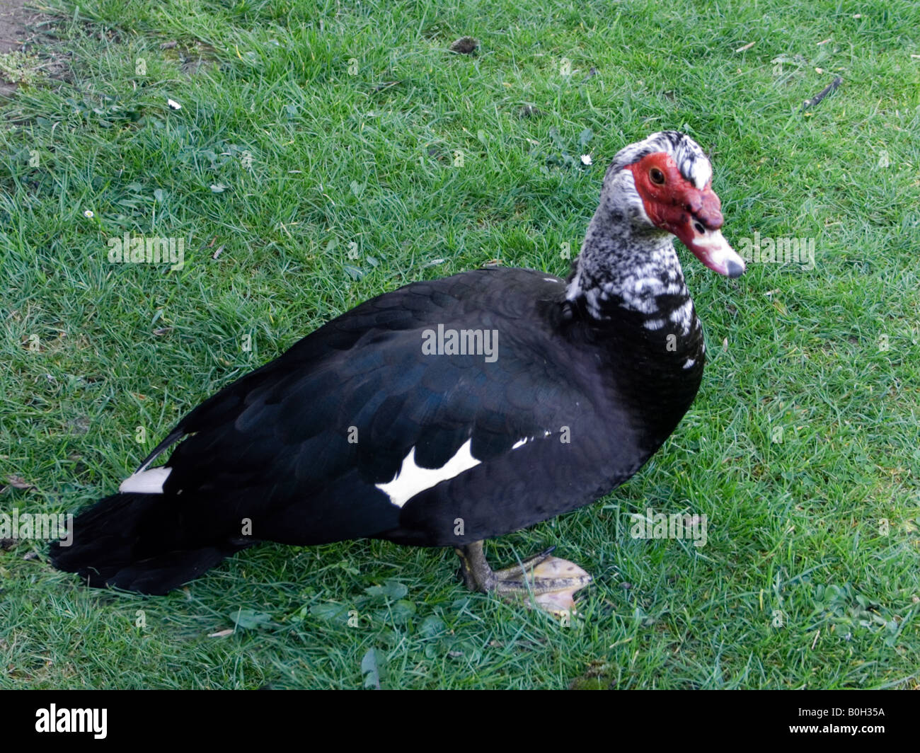 Close up di un rosso di fronte bianco e nero anatra muta, Cairina moschata Foto Stock