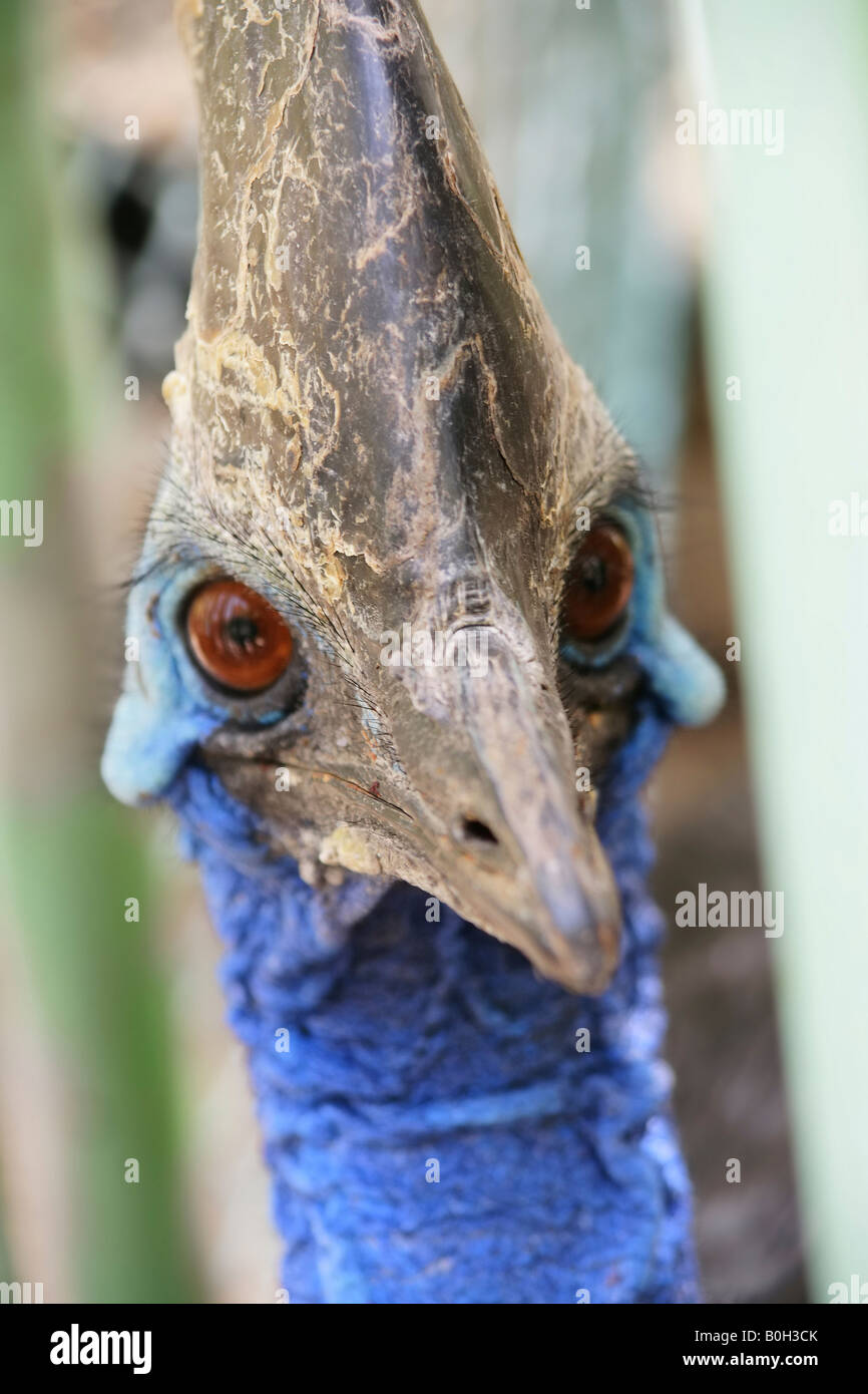 Un Casuario (Casuarius) Bird - un uccello Australiano. Foto Stock