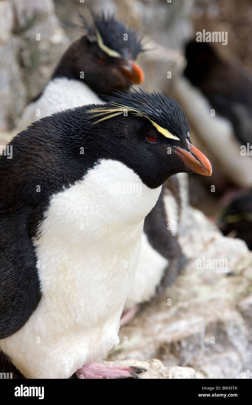 Pinguino saltaroccia - Eudyptes Chrysocome - sulla isola di ghiaia in Occidente in Falkland Isole Falkland Foto Stock