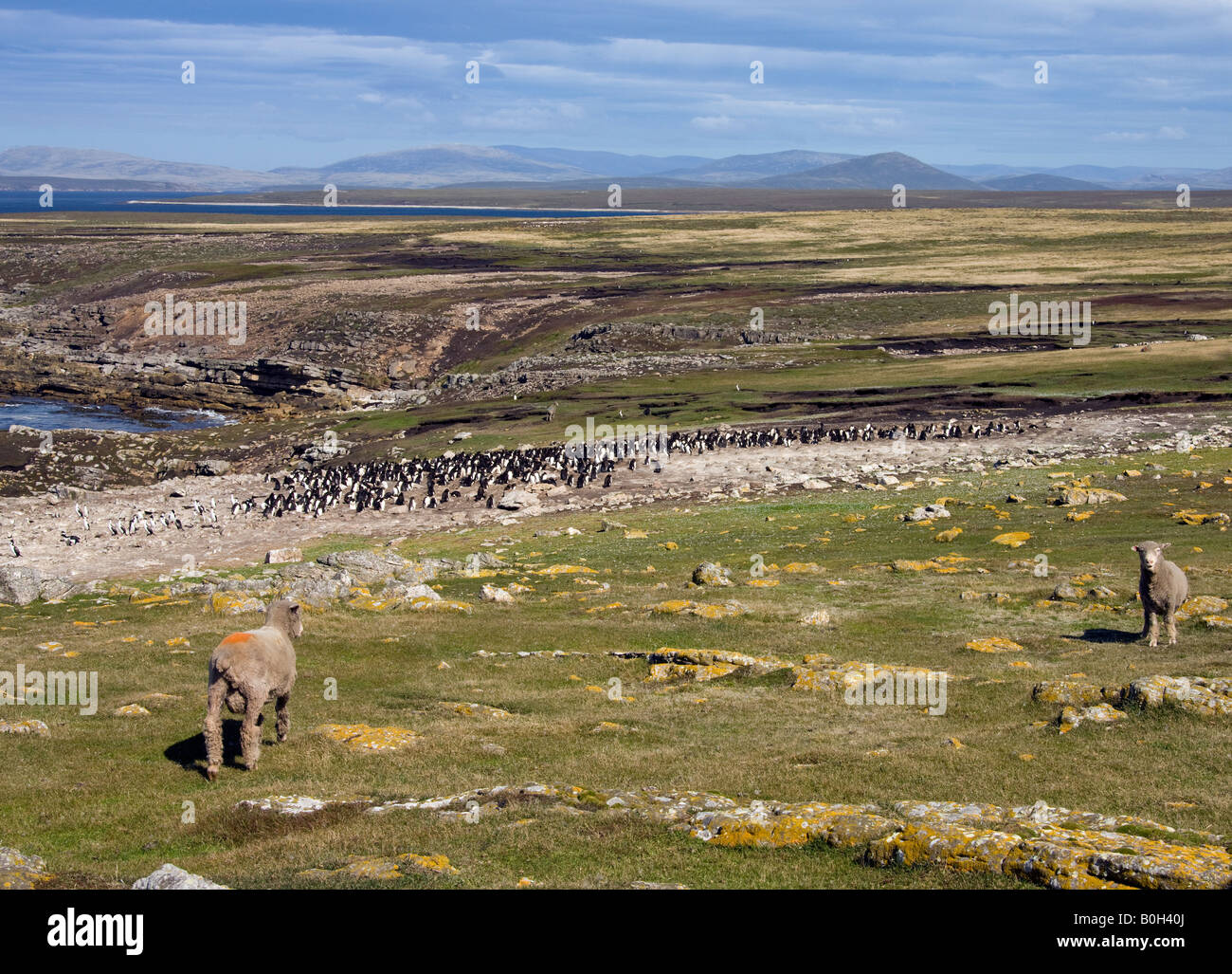 Pecore nei pressi di un pinguino saltaroccia colony - Eudyptes Chrysocome - sulla isola di ghiaia in Occidente in Falkland Isole Falkland Foto Stock