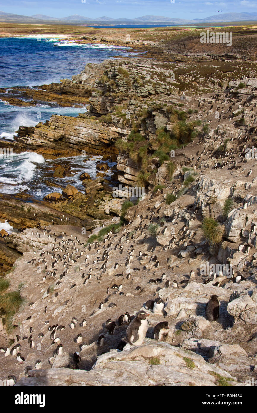 Pinguino saltaroccia colony - Eudyptes Chrysocome - sulla isola di ghiaia in Occidente in Falkland Isole Falkland Foto Stock