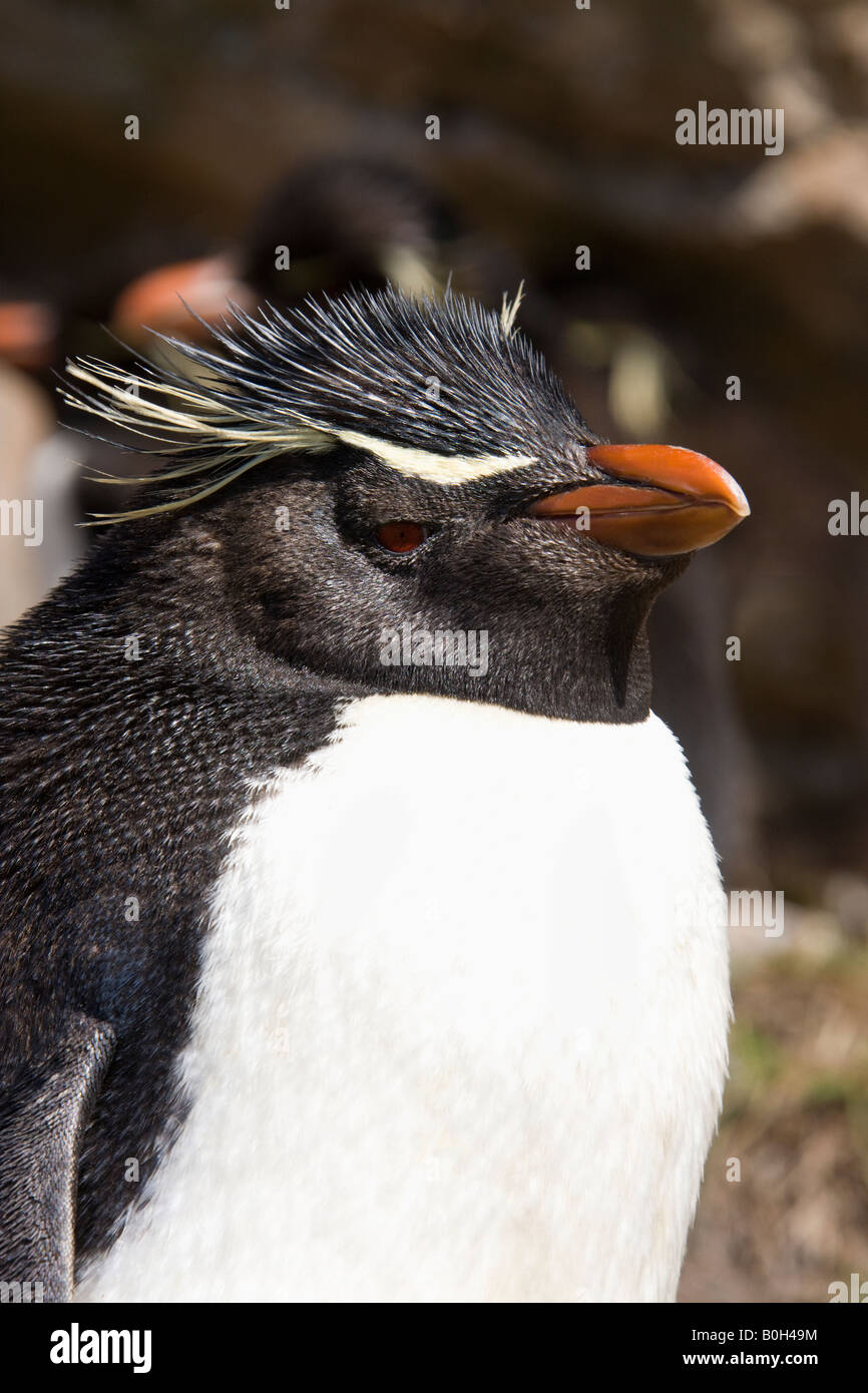 Pinguino saltaroccia - Eudyptes Chrysocome - sulla isola di ghiaia in Occidente in Falkland Isole Falkland Foto Stock