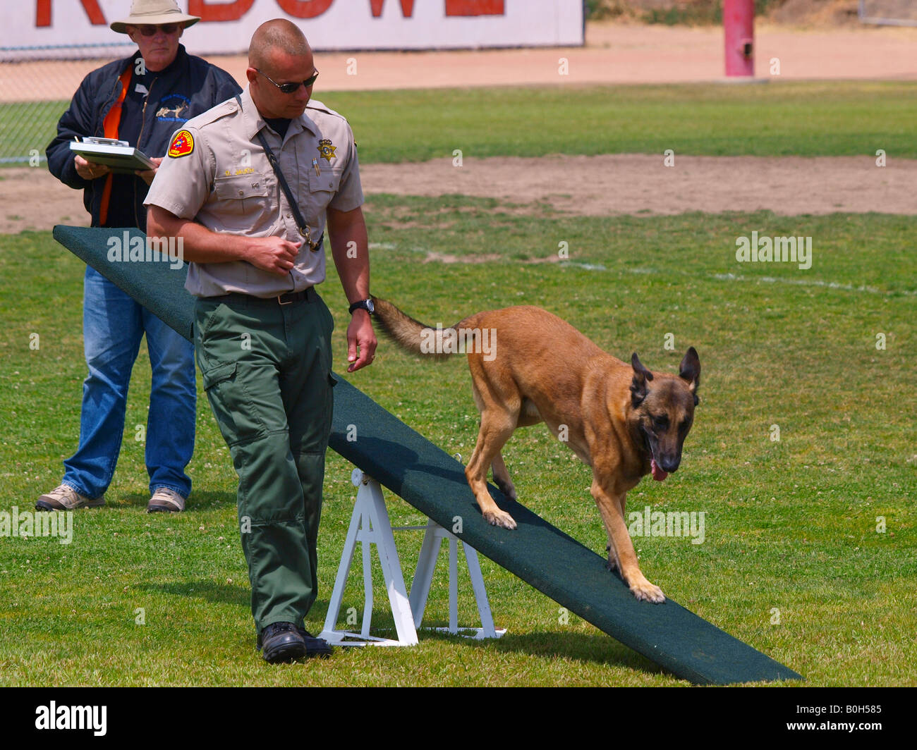 Funzionario di polizia guarda il suo Malinois belga di negoziare il teeter vacillerà fase del K9 prove Foto Stock