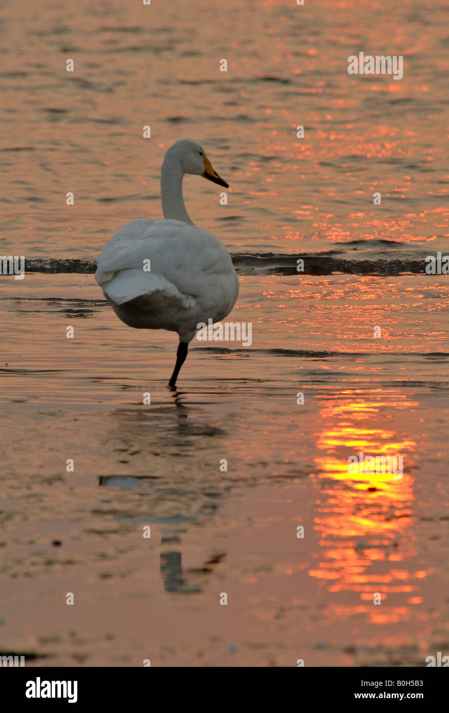 Whooper swan Cygnus cygnus in appoggio al tramonto nella Baia di costiera Rongcheng Swan riserva naturale al crepuscolo Shandong Cina Foto Stock