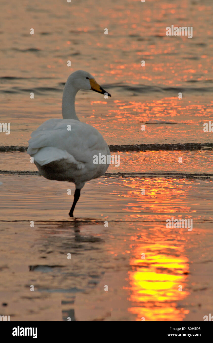 Whooper swan Cygnus cygnus in appoggio al tramonto nella Baia di costiera Rongcheng Swan riserva naturale al crepuscolo Shandong mento Foto Stock