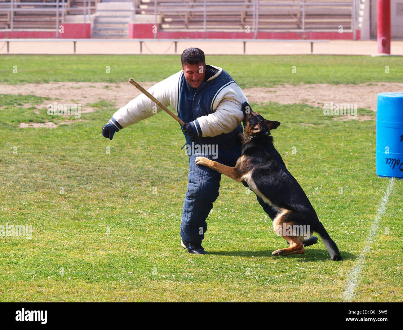 Pastore tedesco di polizia i morsi di cane braccio imbottito di 'decoy' uomo, durante K9 Prove. Foto Stock
