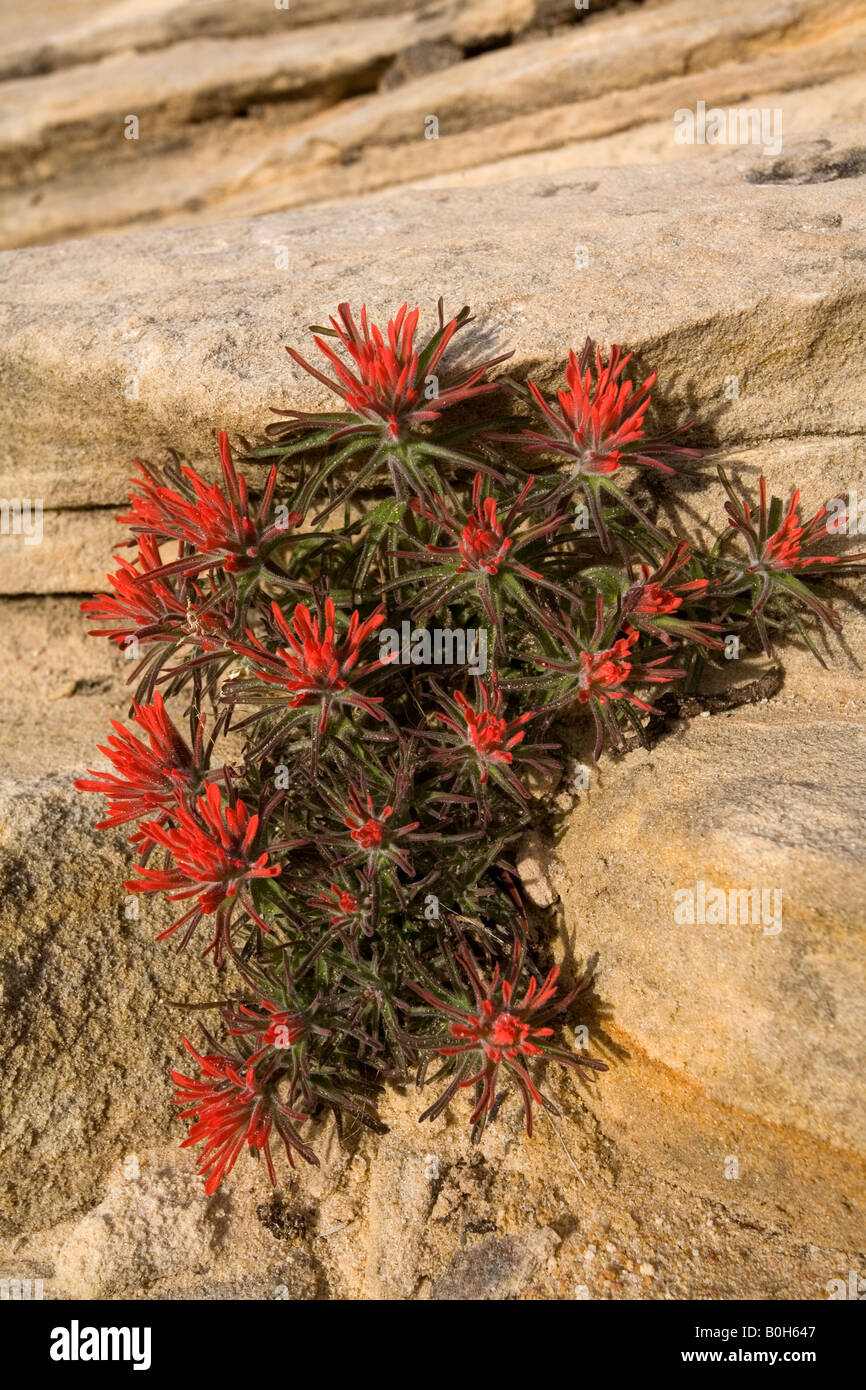 Deserto il pennello (Castilleja angustifolia), il Parco Nazionale di Zion, Utah Foto Stock