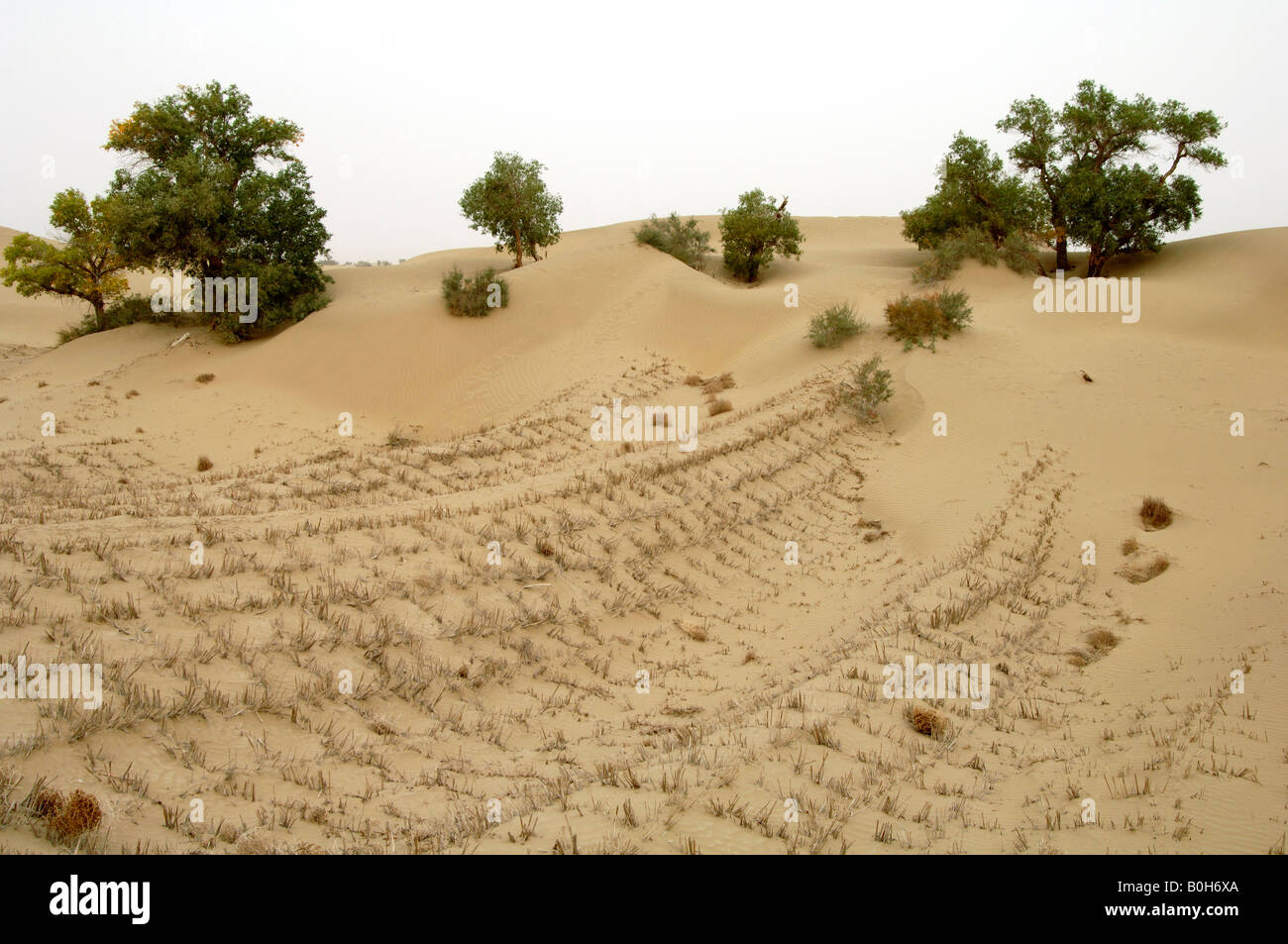 Paglia di grano si stabilizza la sabbia con Eufrate pioppo Populus euphratica Xinjiang Cina Foto Stock