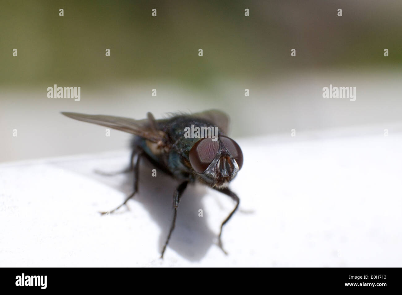 Housefly comune all'aperto Foto Stock