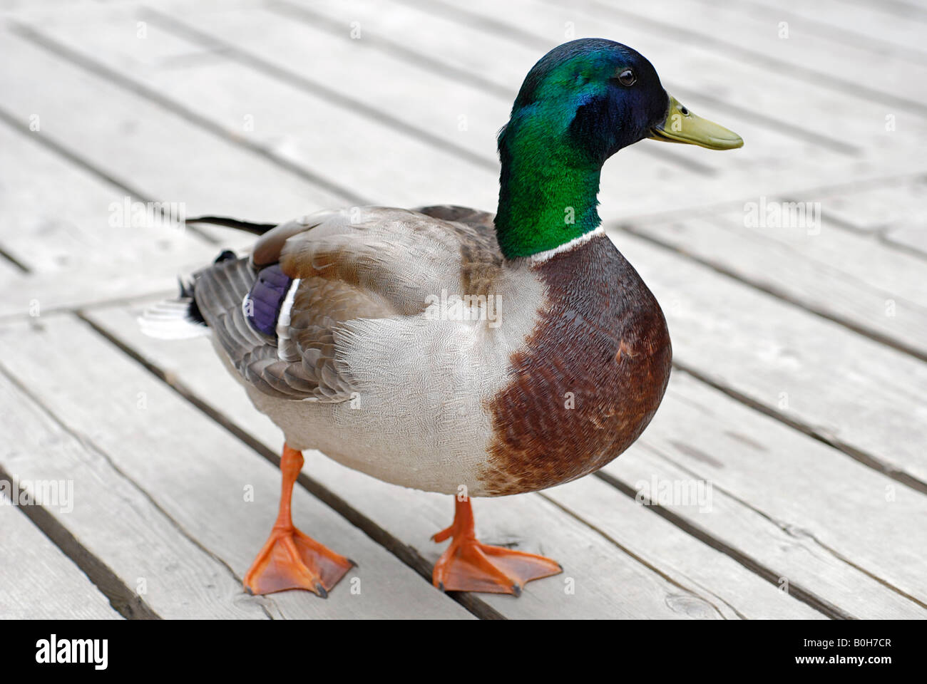 Mallard Drake, in un parco di Mississauga Foto Stock