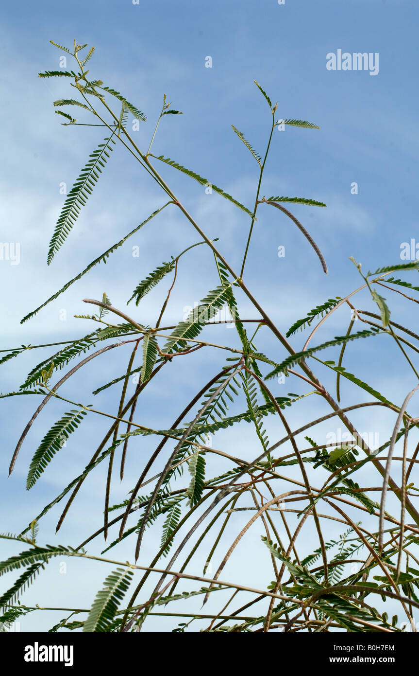 Boccola gialla Sesbania pisello cannabina Xinjiang. La Cina. Usato come concime verde ha la fissazione di azoto noduli sulle radici che arricchiscono il suolo. Foto Stock