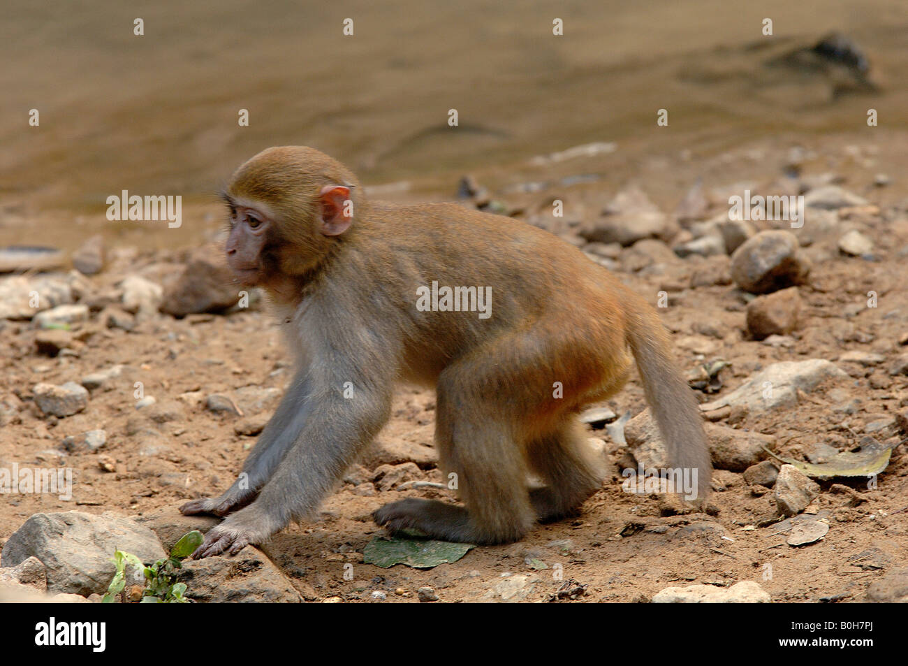 Giovani macaco rhesus macaca mulatta Yunnan in Cina ha dato il suo nome alla scimmia rhesus degli antigeni trovata nel loro sangue Foto Stock