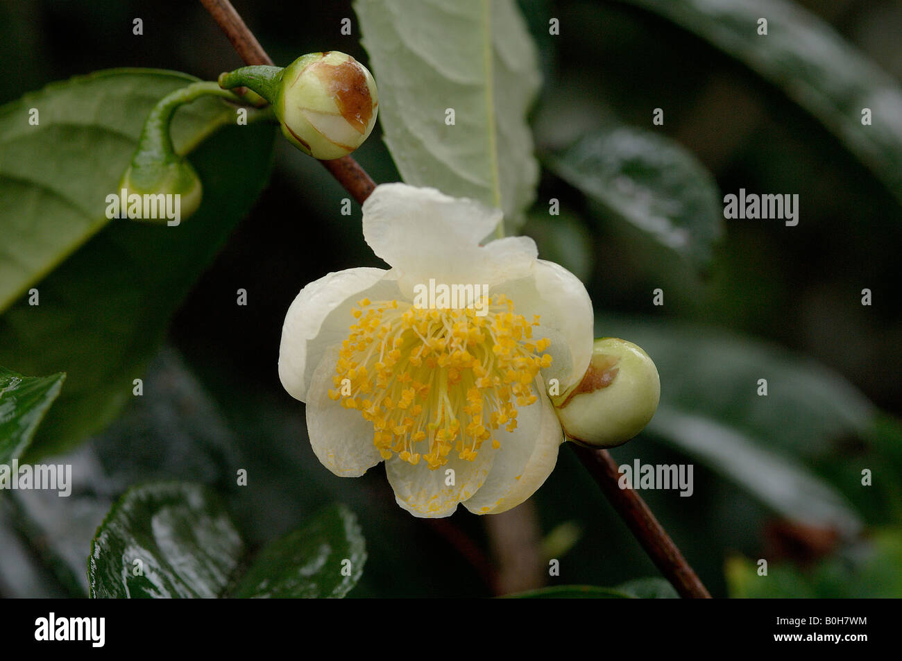 Il tè di Camellia sinensis fiore Cina Foto Stock
