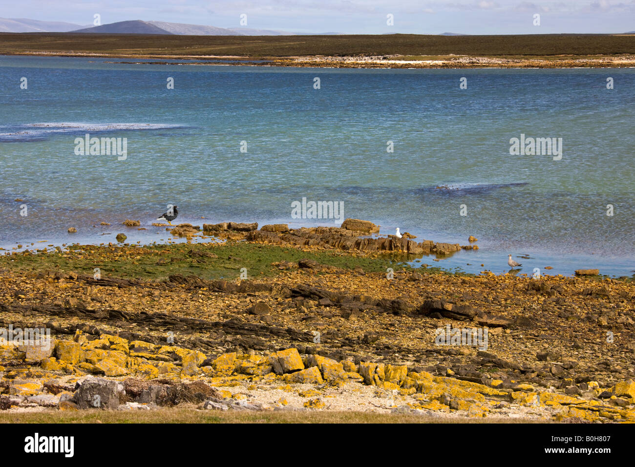 Scenic ingresso sull isola di ghiaia in Occidente in Falkland Isole Falkland Foto Stock
