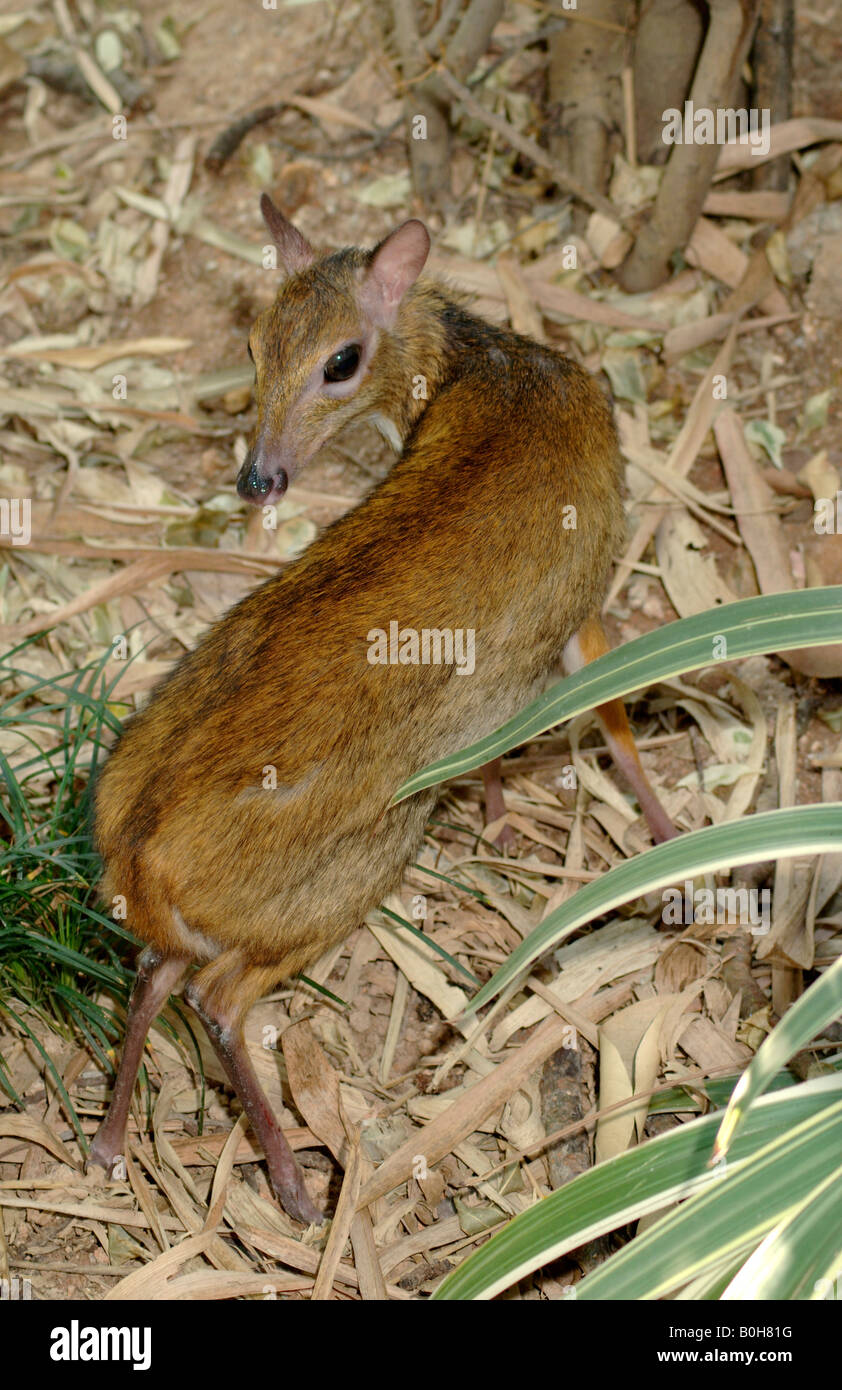 Mouse minore di cervo o chevrotain Tragulus javanicus si verifica nel sud della Cina Foto Stock