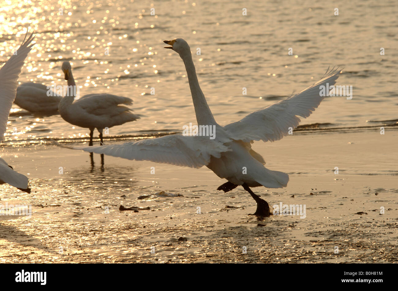Whooper swan Cygnus cygnus in esecuzione nella baia di costiera Rongcheng Swan riserva naturale al crepuscolo Shandong Cina al crepuscolo Foto Stock
