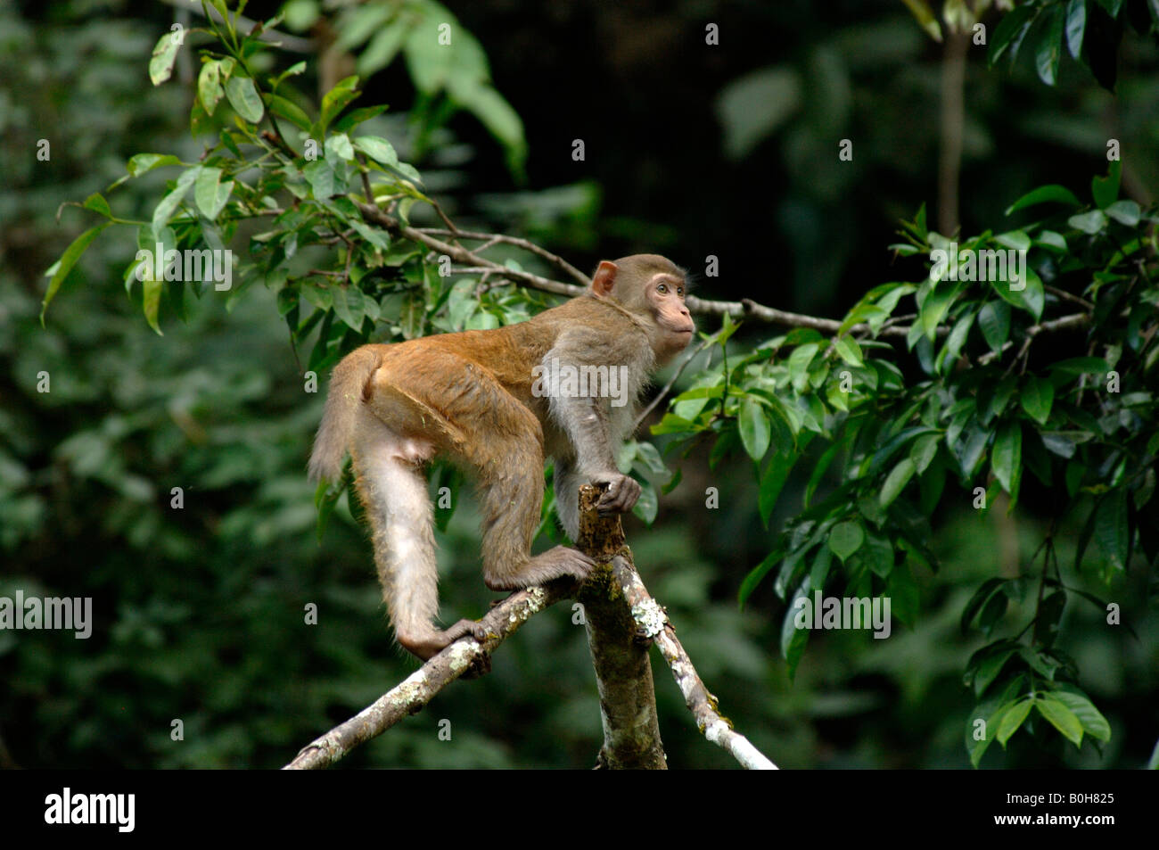 Macaco Rhesus macaca mulatta risalendo il ramo di vedetta e di controllo per i predatori Yunnan in Cina Foto Stock